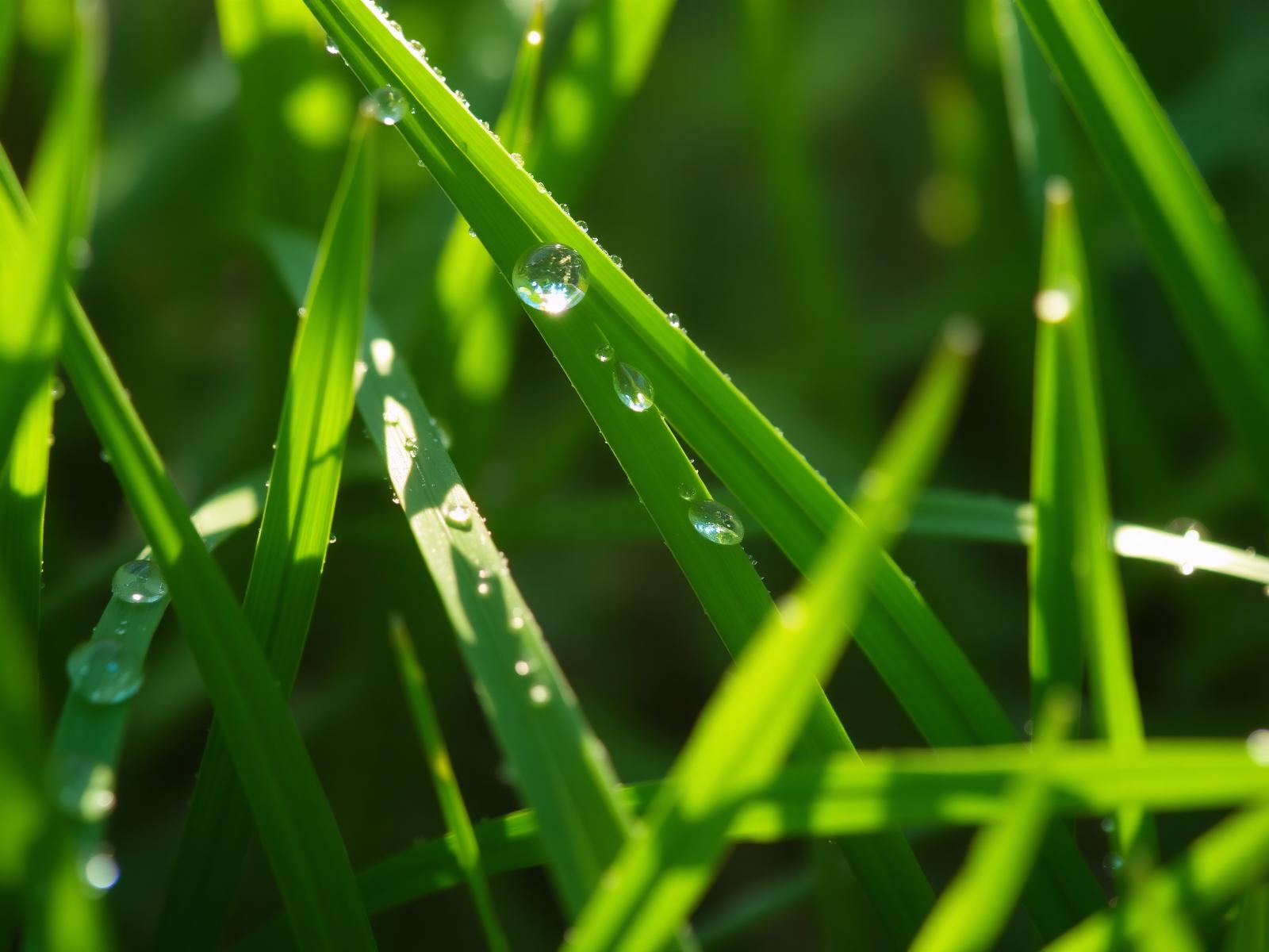 Verse groene bladeren met dauwdruppels